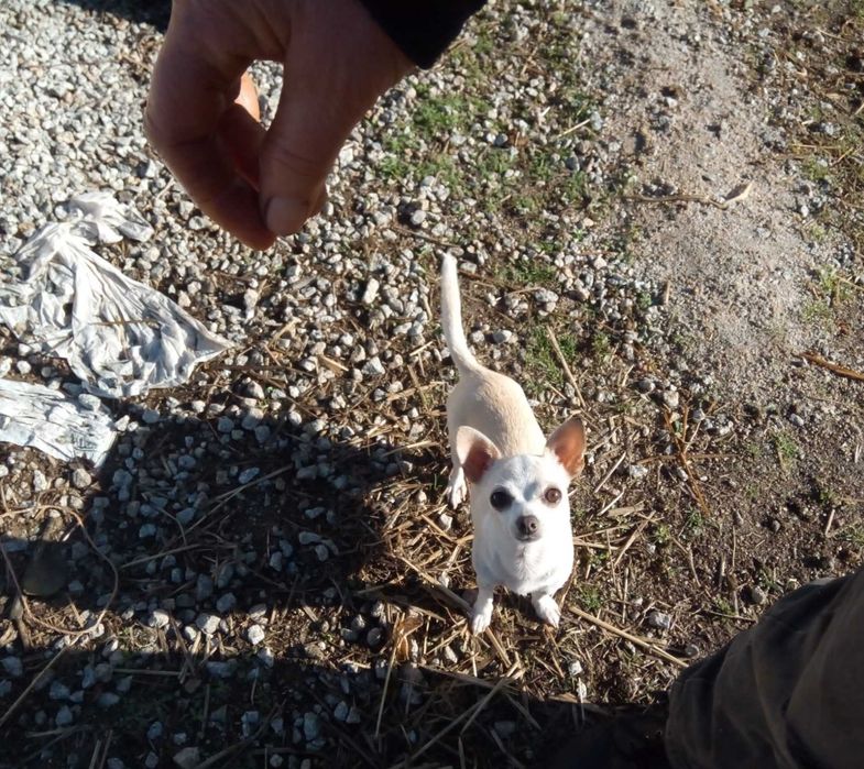 Chihuahua mini macho