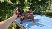 Yorkshire Terrier Chocolate