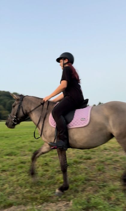 Do dzierżawy klacz konika polskiego 145cm warta uwagi!