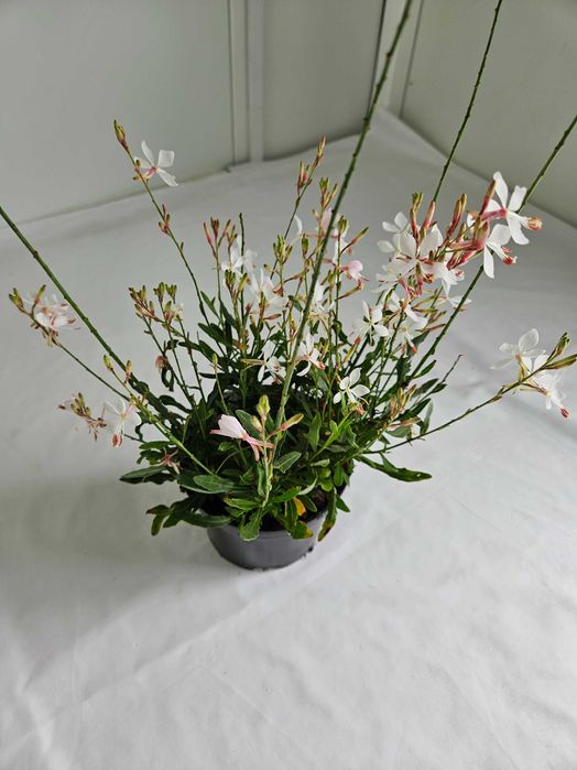 Gaura Graceful White 70 cm – bylina o białych kwiatach C2