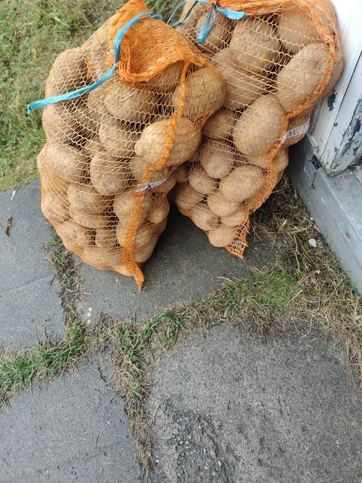 Sprzedam ziemniaki Vineta workowane po 15 kg