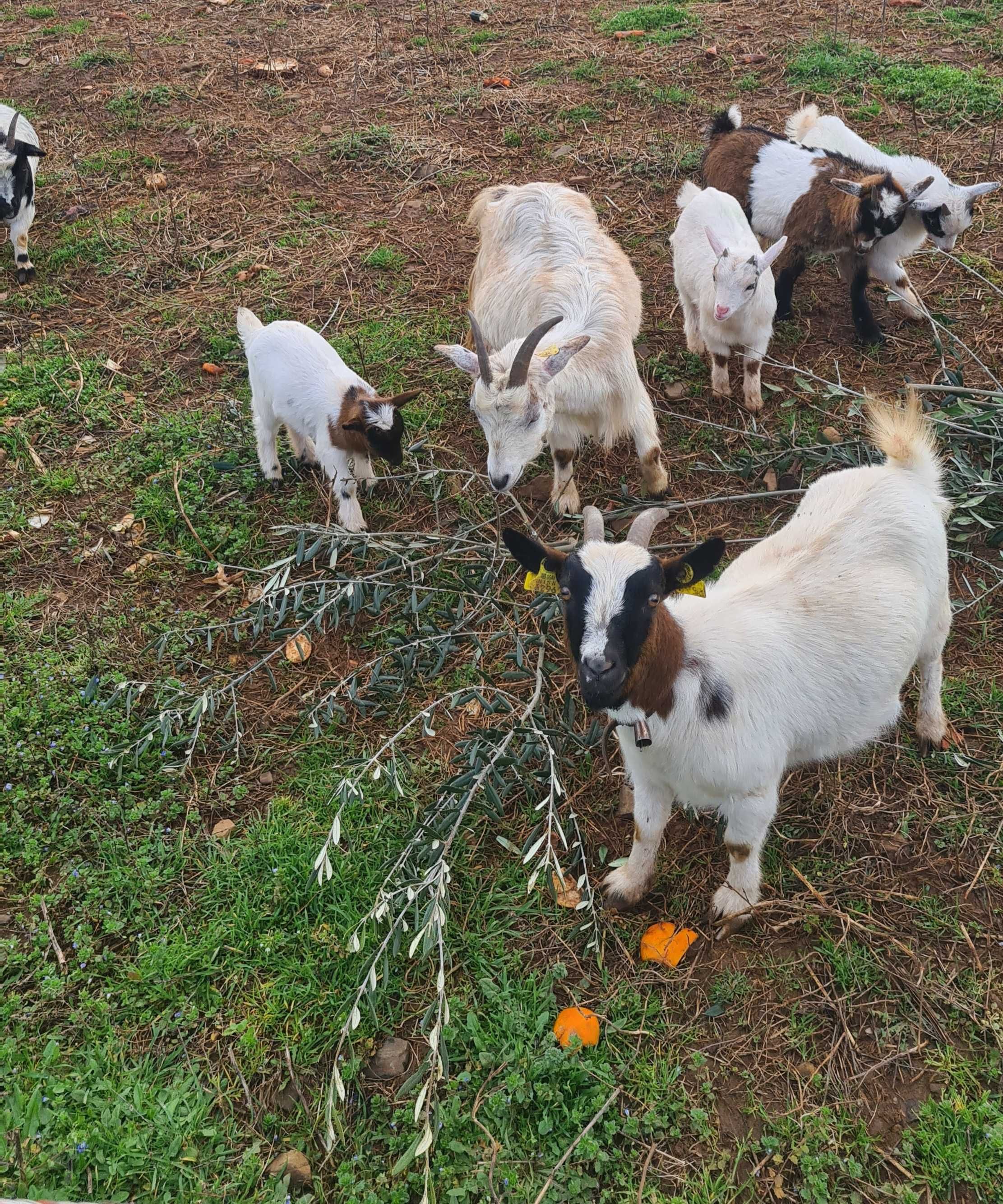 cabras anãs machos/fêmeas