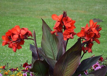 Канна Індійська, Canna Indica
