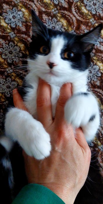 Котята ищут дом, мальчик  и  девочка   4 месяца