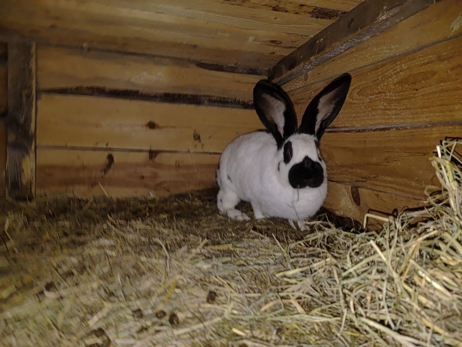 Sprzedam samicę srokacza