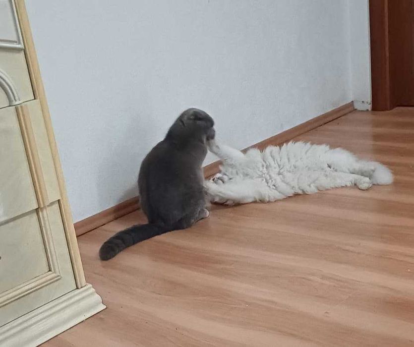 Комфортна перетримка котів у приватному секторі Голосієва