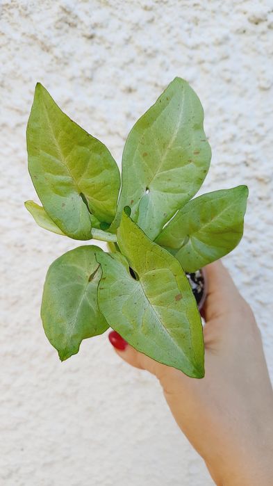 Syngonium milk confetti kolekcjonerskie