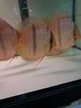 Discus Heckel rio negro big bar paletki
