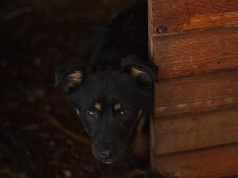 Cykoria - Schronisko Canis w Kruszewie, adopcja, sunia szczeniak