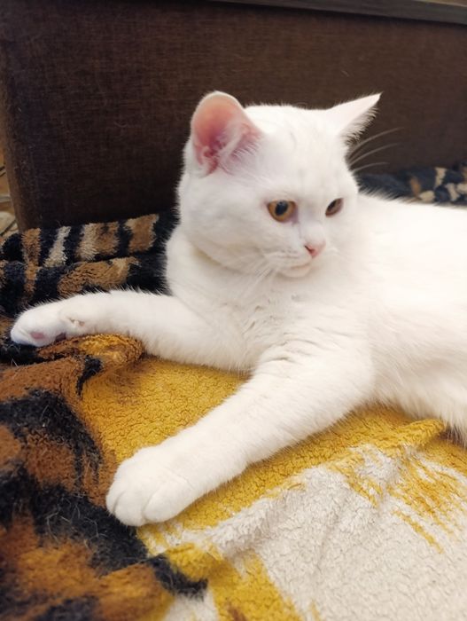 Білий кіт приносить щастя