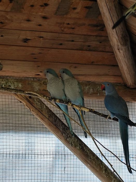 Papugi aleksandretty obrożne