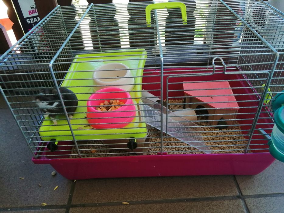 Chomik dżungarski samiczka z klatką