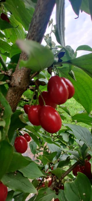 Dereń Jadalny Sadzonki Różne Odmiany