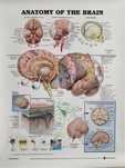 Gobelin na płótnie HD/Obrazek/Anatomy/Human Brain