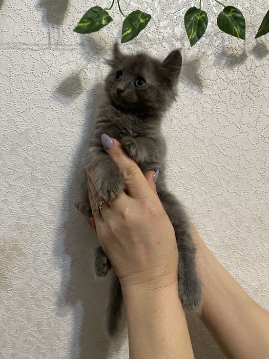 Терміново продаю!