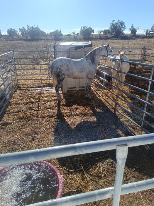 Para venda égua com 7 anos