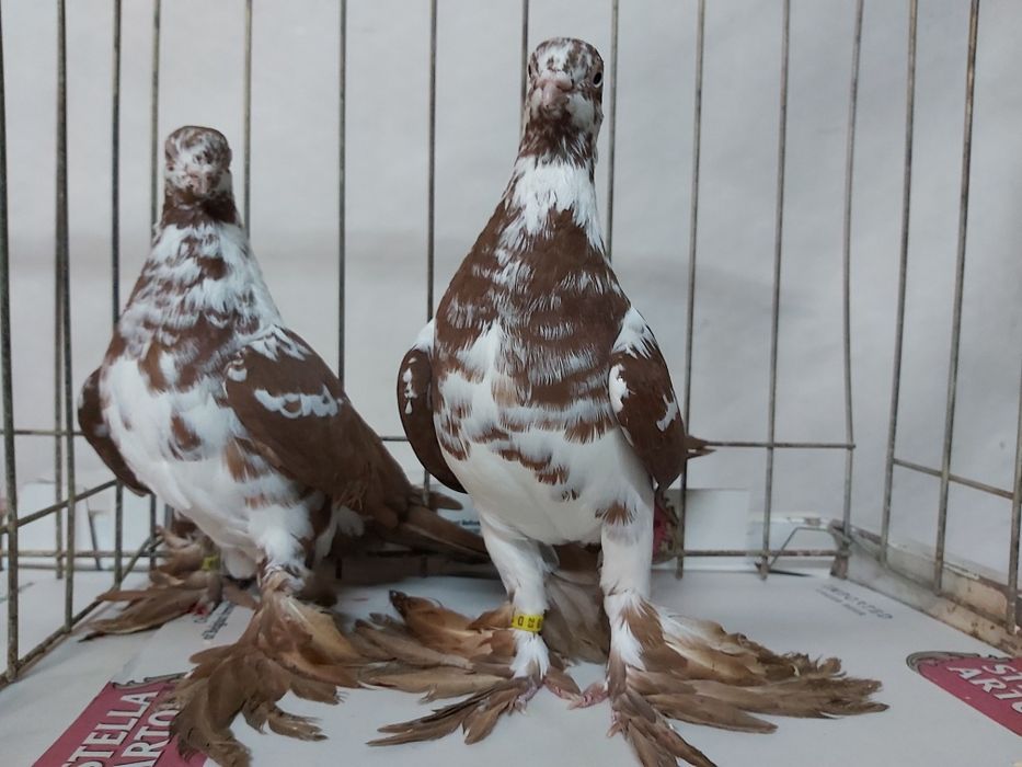 Gołębie Widyny Czerwone