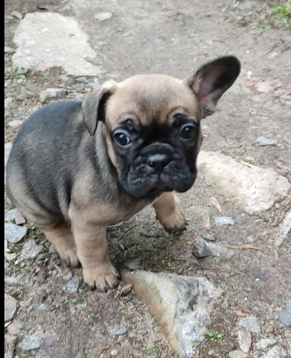 Девочки французского бульдога