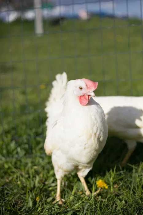 Kurki kokoszki nioski rasy Tetra biała jak leghorn