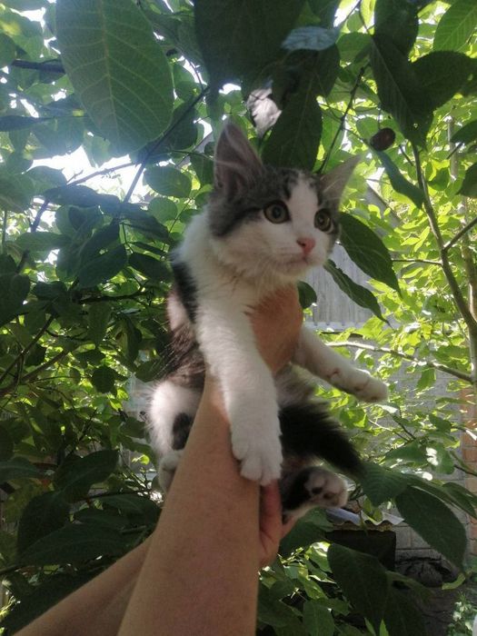 Котята отдам пушистый котенок девочка и мальчик
