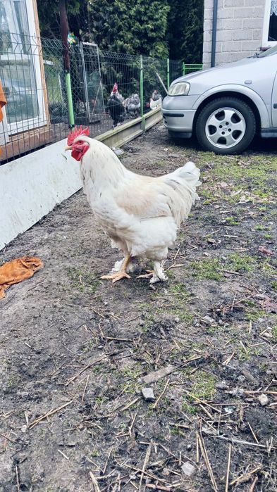 Koguty Kochiny tegoroczne.