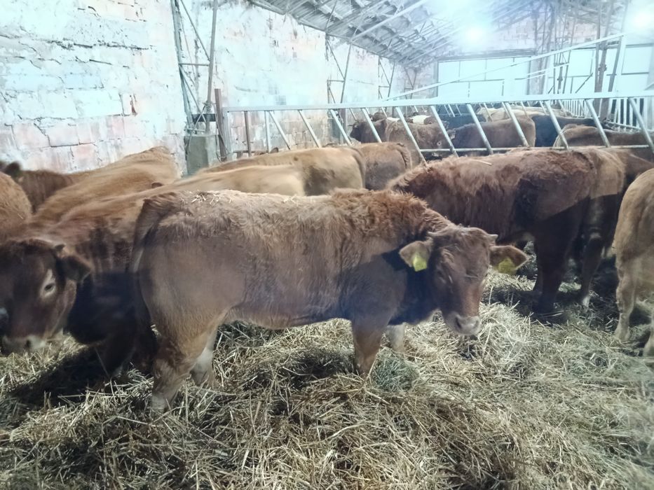 Jałówki Limousine MM 20 sztuk