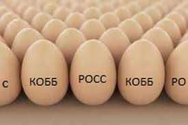 Яйце інкубаційне бройлера