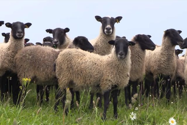 Продам овець романовської породи