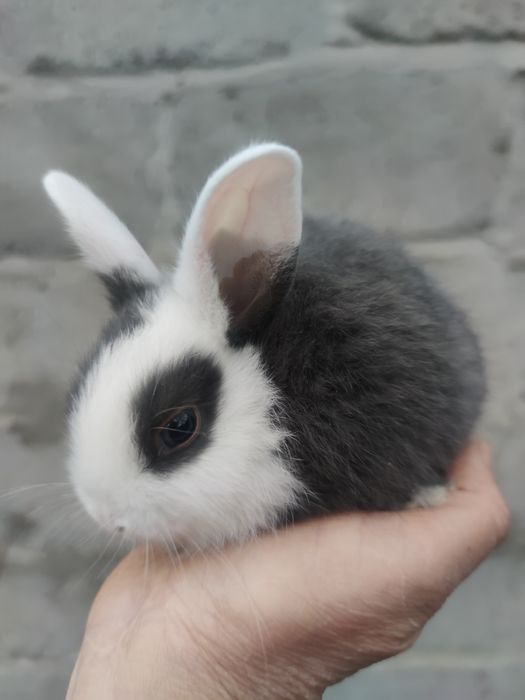 Декоративні кролики