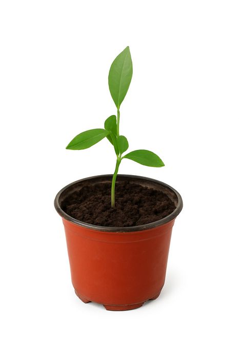 Árvore de Laranjeira em vaso – saudável e pronta para plantar