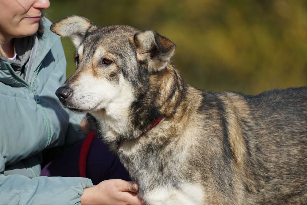 Azor - zagłodzony psiak potrzebuje domu - pomagamy w transporcie