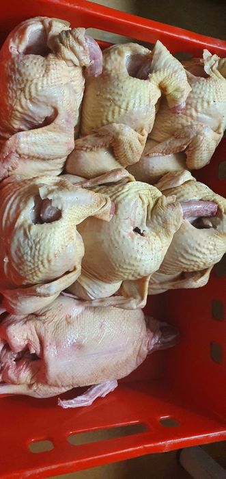 Kurczaki tuszki 2szt. ekologiczne o łącznej wadze 6.4kg bez pasz i ant