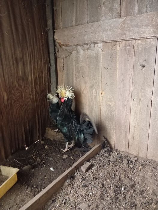 Białoczuby lęgowe para