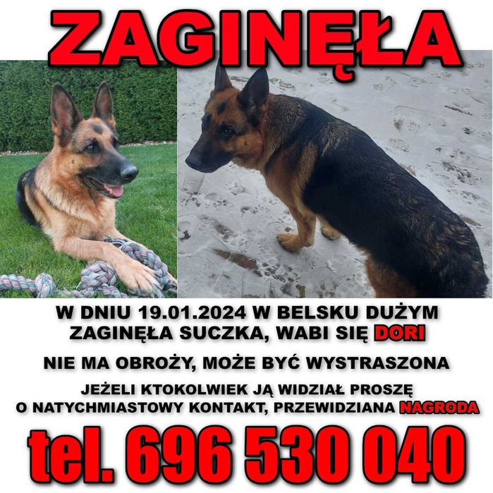 Zaginęła!! Owczarek niemiecki, suczka, 7 lat, drobnej budowy