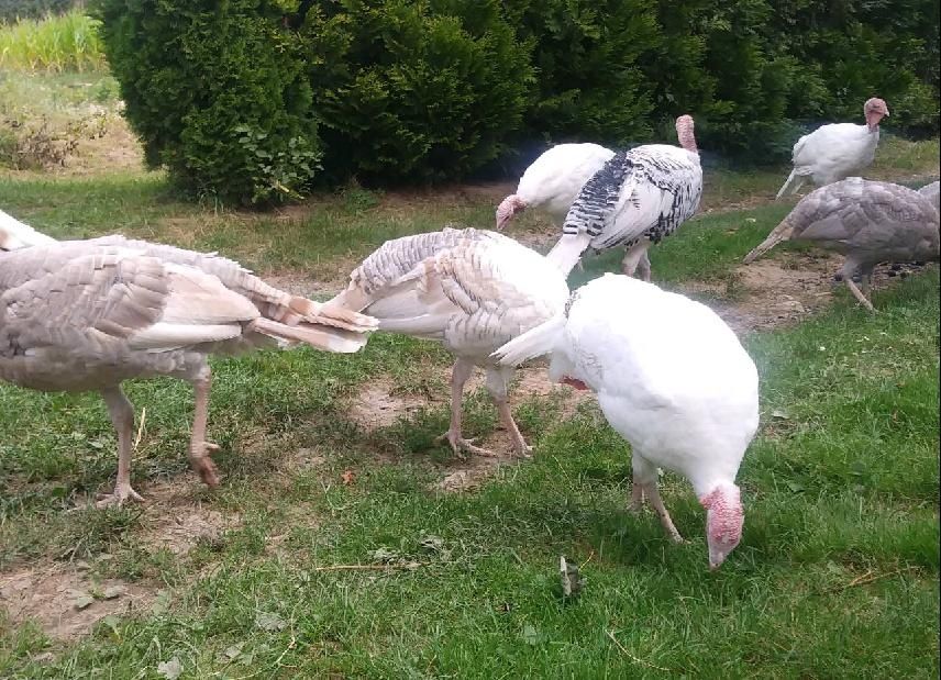 Indyki lawendowe na sprzedaż