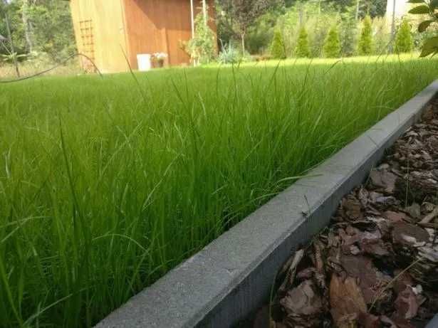 Regeneracja trawnika Aeracja wertykulacja nawożenie pielęgnacja ogrodu