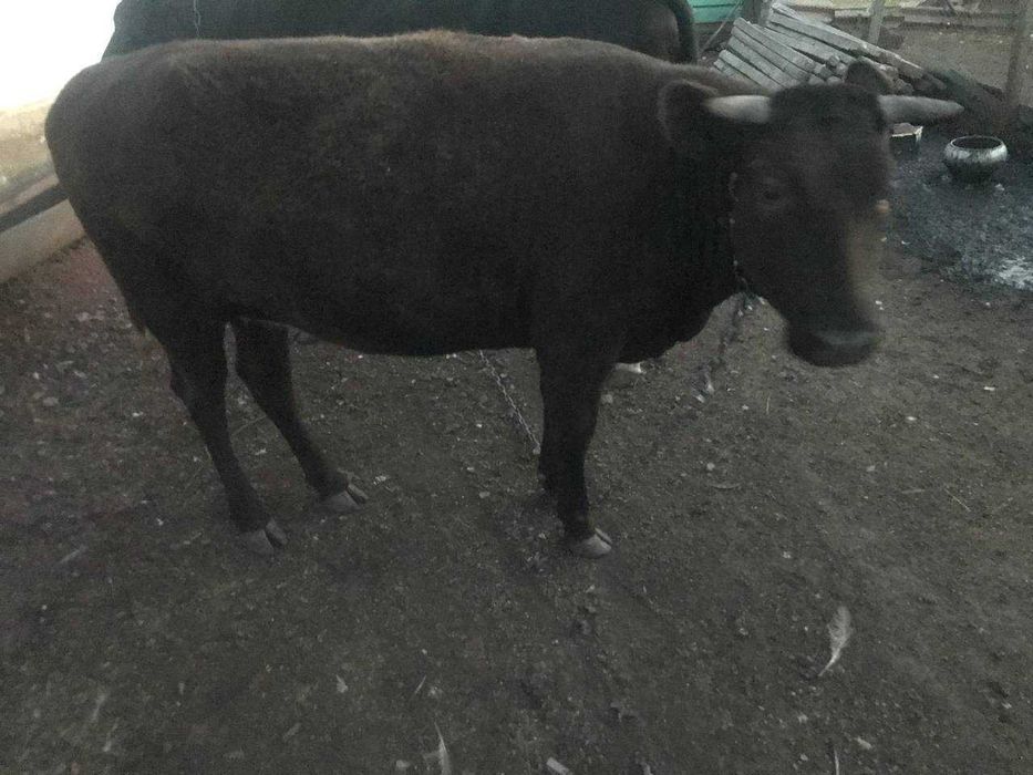Продам теличку півтора року