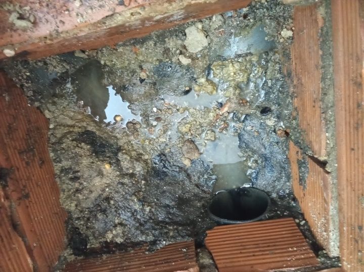 Desentupimento  / Controlo de pragas