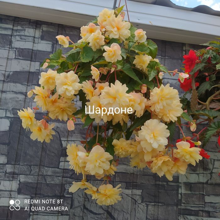 Укоренённые черенки ампельной бегонии