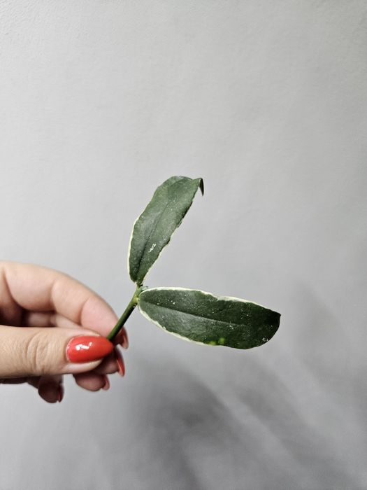 Hoya lobbii albomarginata