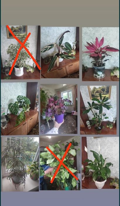Диффенбахия пятнистая декоротивная