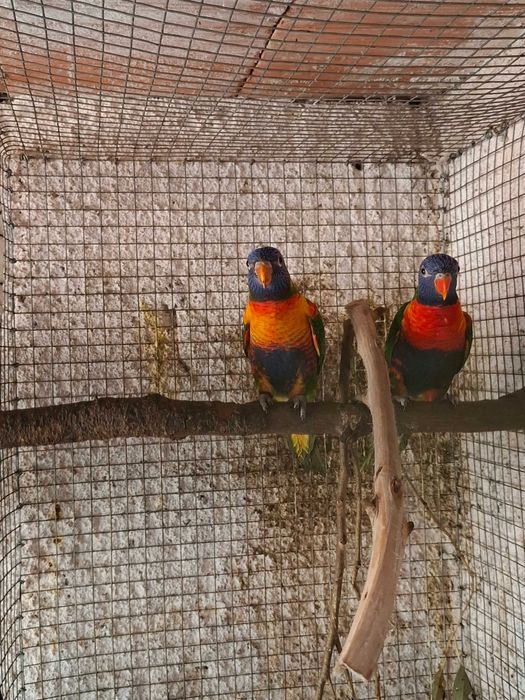 1 lori maluccanus bebe para reserva