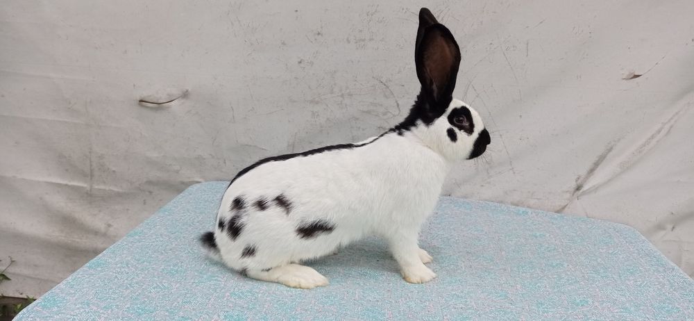 Німецький строкач