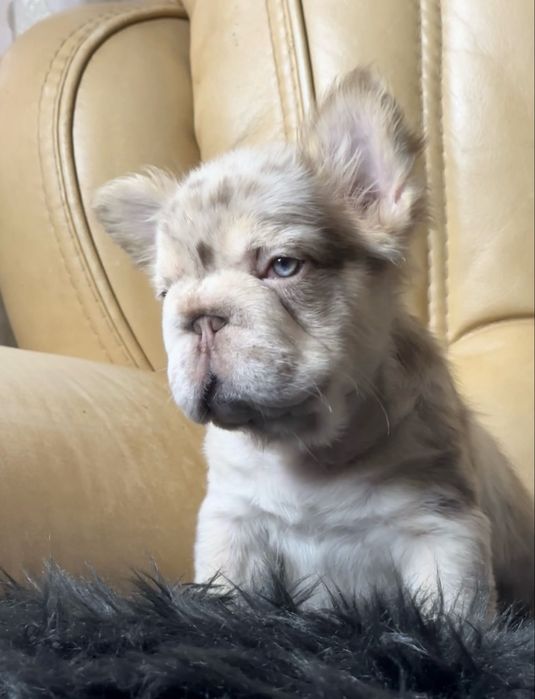 Флаффи Биг роп в окрасе Нью Шейд роджо мерле тан