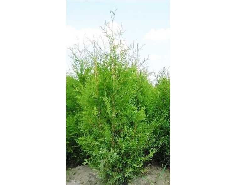 Thuja Brabant! 100,120,140,150,160 cm! Sadzenie! Tuja! Tuje! Dostawa!