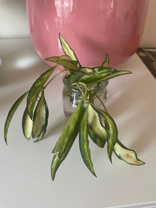 Hoya wayetii mudas
