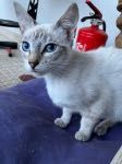 Gatinha fêmea de 4 meses de idade. Branco com olhos azuis. Para adoção