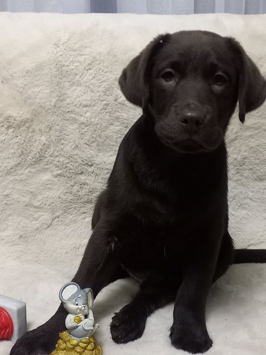 Цуценята лабрадори