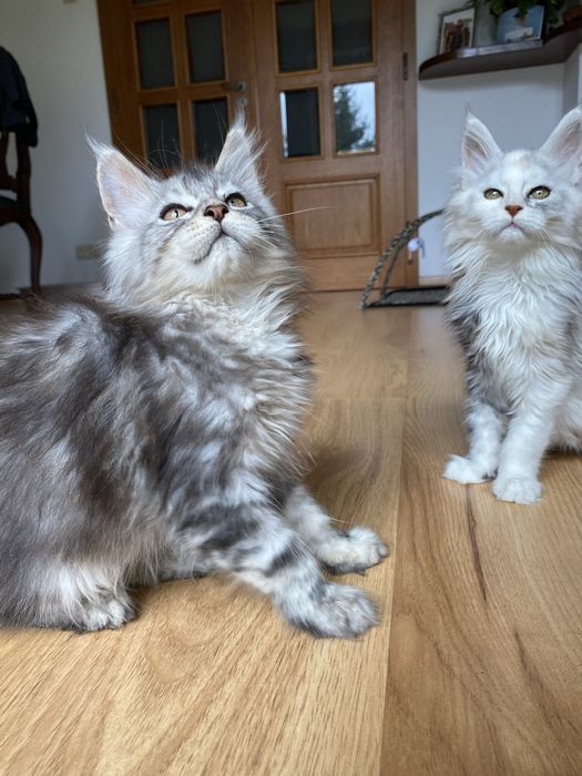 Kocurek maine coon czarny srebrzysty ns22 po wysokim srebrze