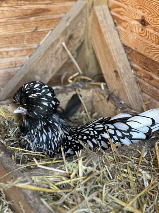 Jaja legowe kur z wolnego wybiegu, mix